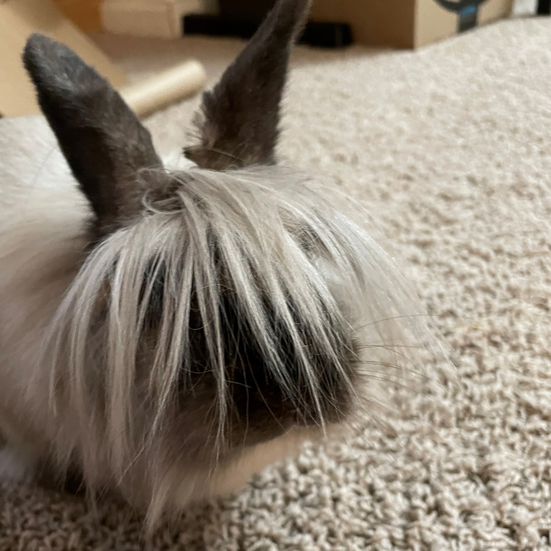 A tan, small, lionhead rabbit with her fur brushed forward so it looks like she has long emo-style bangs.